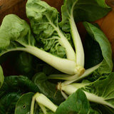 Baby Milk Pak Choi Seeds