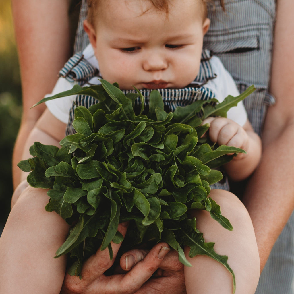 Baby Oakleaf Lettuce Seeds