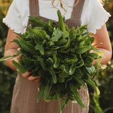 Baby Oakleaf Lettuce Seeds