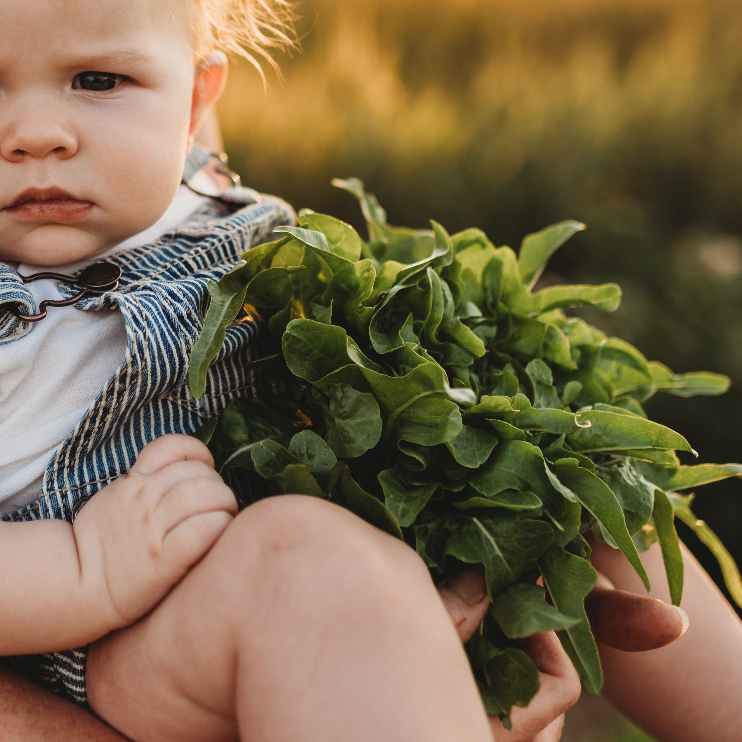 Baby Oakleaf Lettuce Seeds