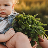 Baby Oakleaf Lettuce Seeds