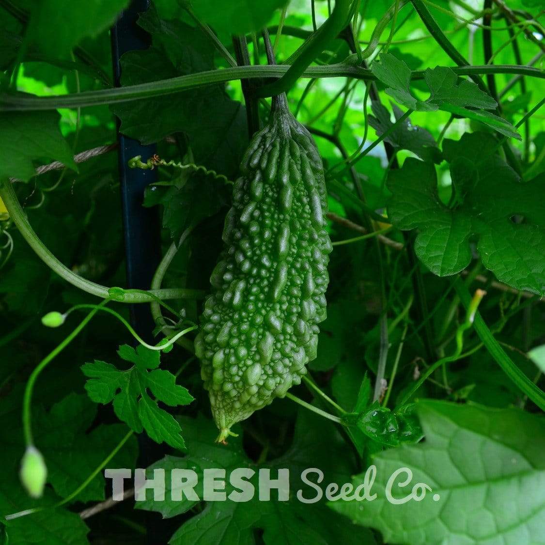 Growing Balsam Pears (aka Bitter Melons)