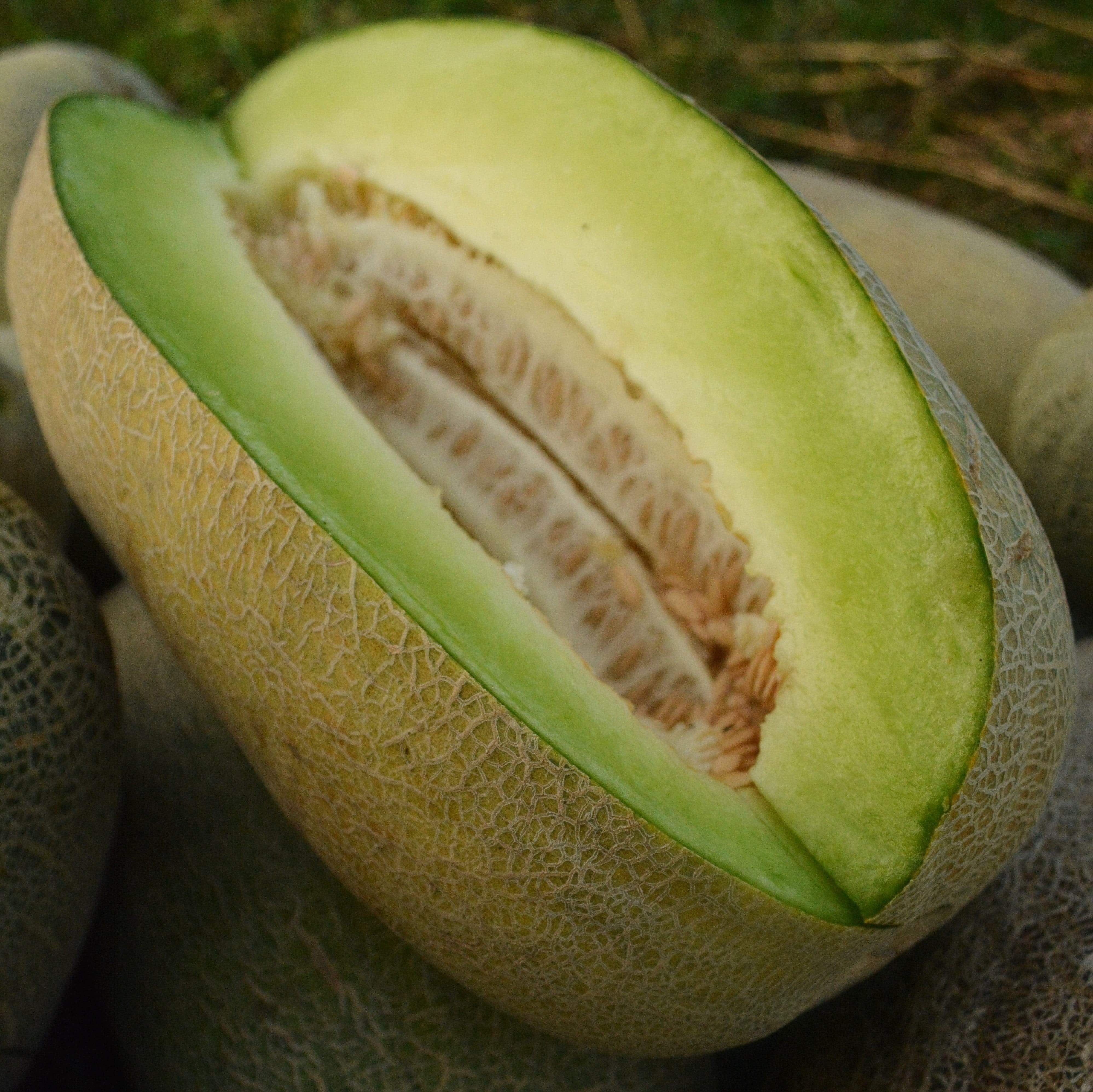 Bateekh Samara Honeydew Melon Seeds