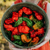 Bhut Jolokia Chile Pepper Seeds