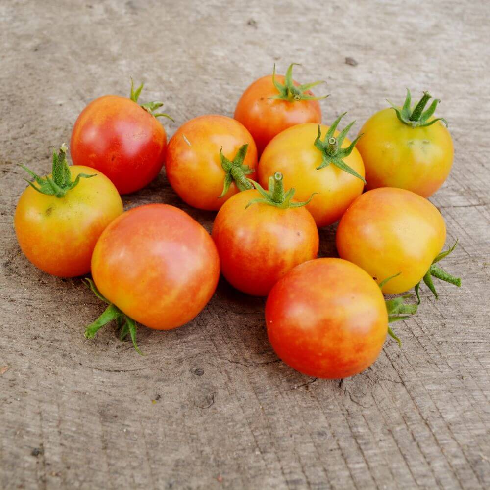 Bicolor Cherry Tomato