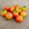 Bicolor Cherry Tomato