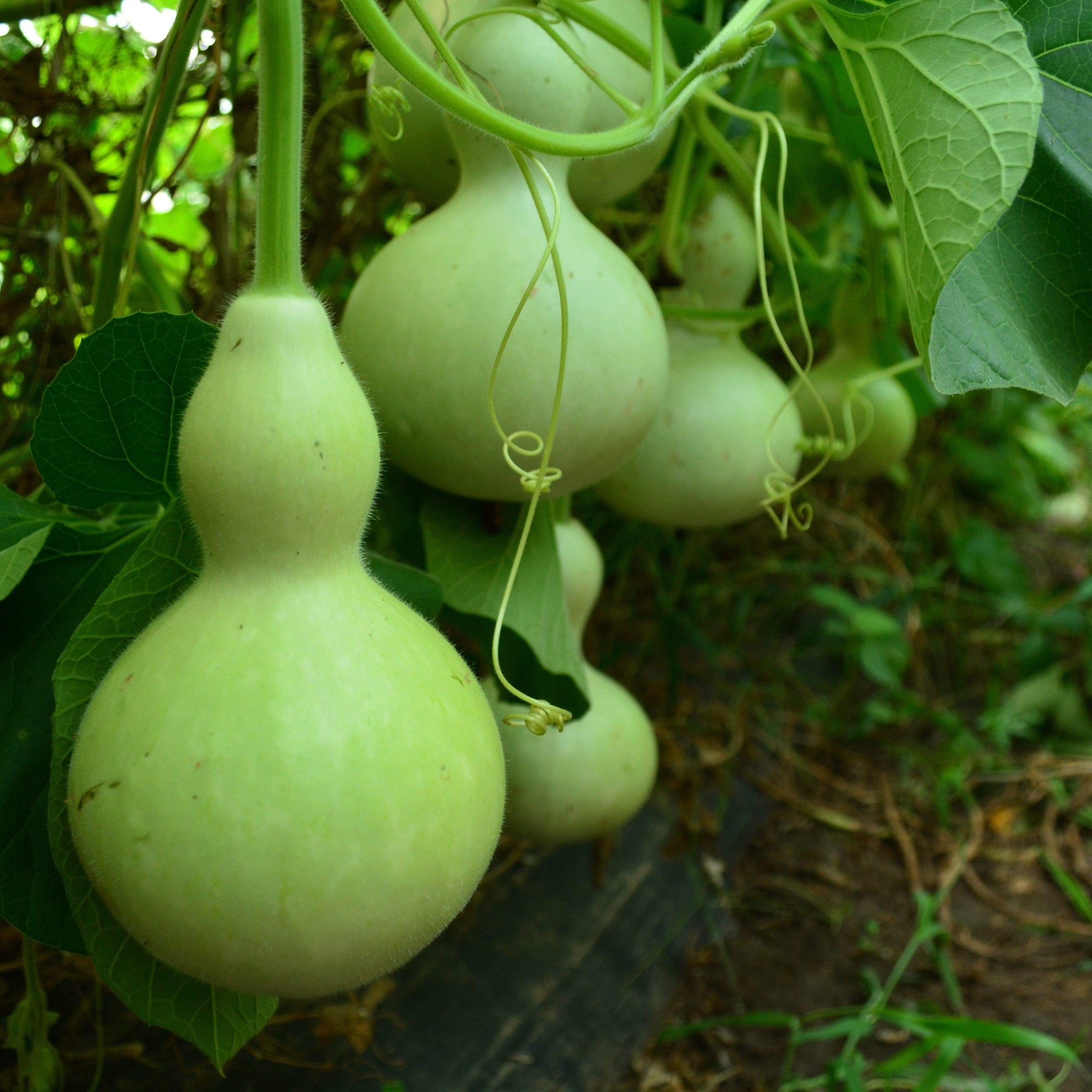 planting birdhouse gourd seeds Birdhouse Gourd