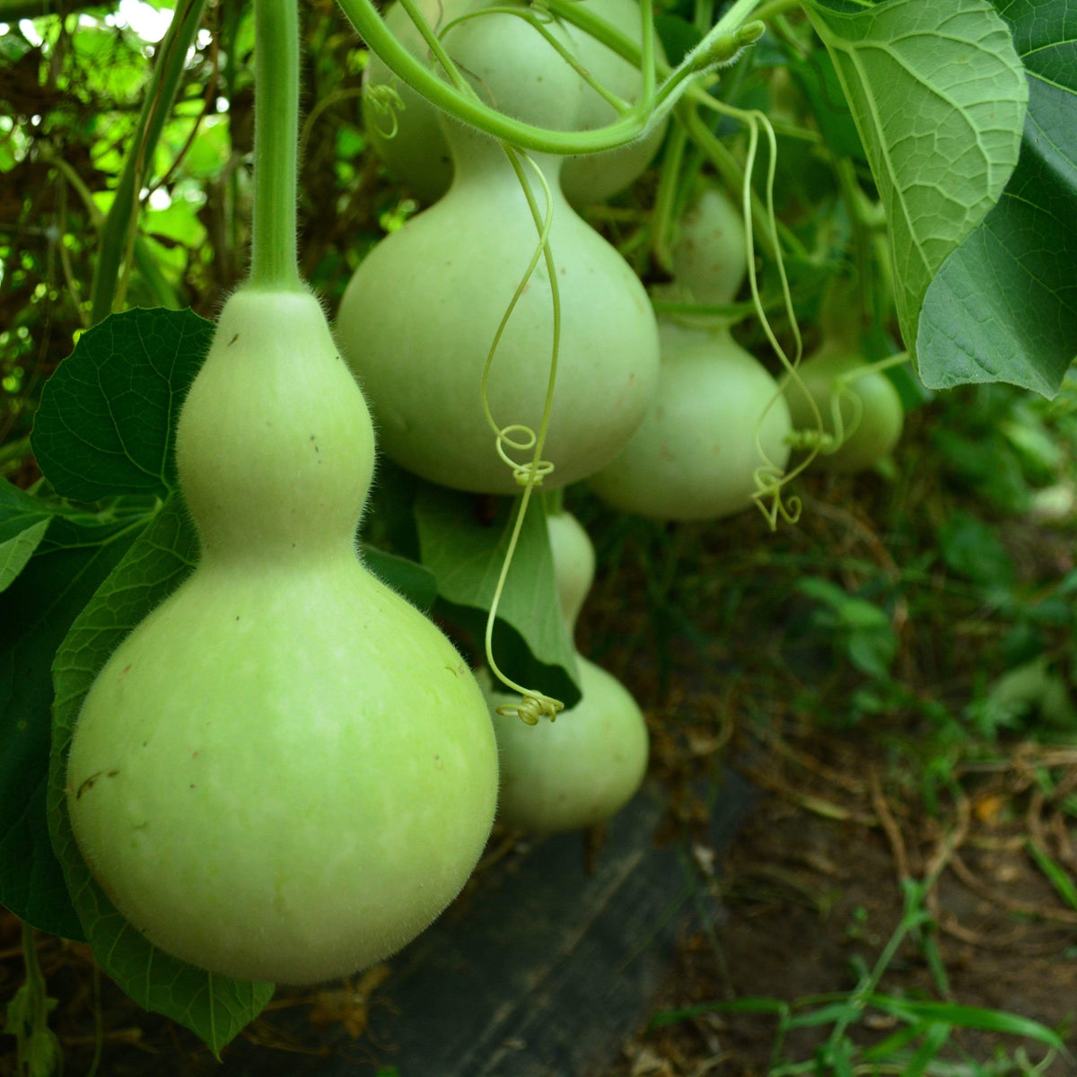 Birdhouse Gourd