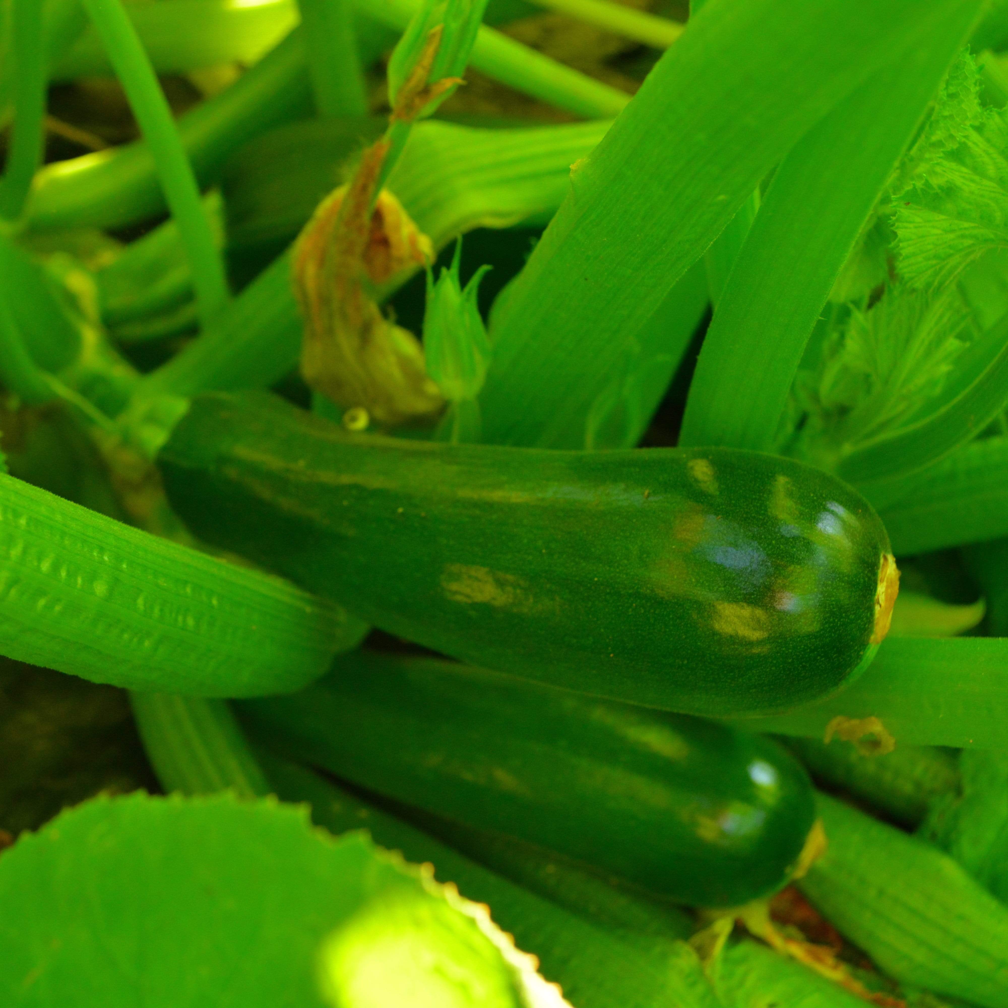 Black Beauty Zucchinis