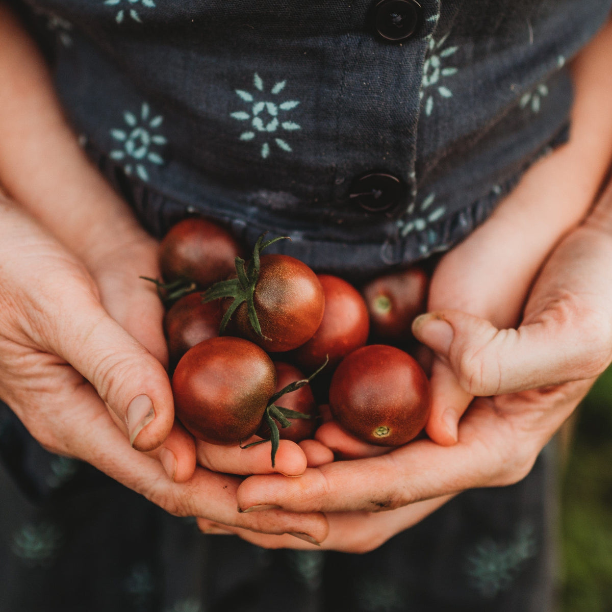 Black Cherry Heirloom Tomato