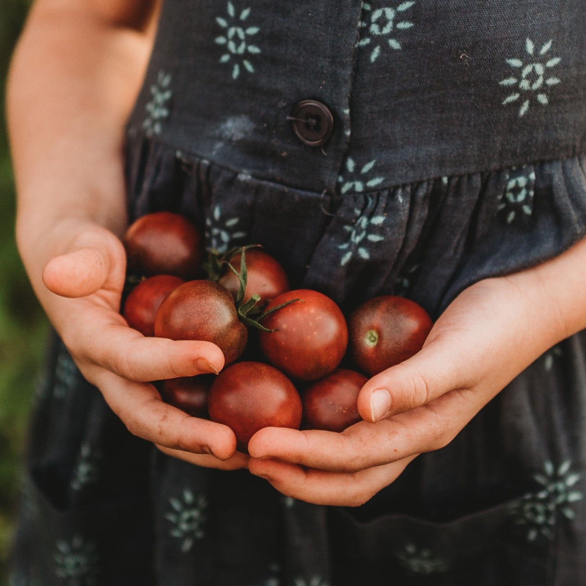 Black Cherry Heirloom Tomato