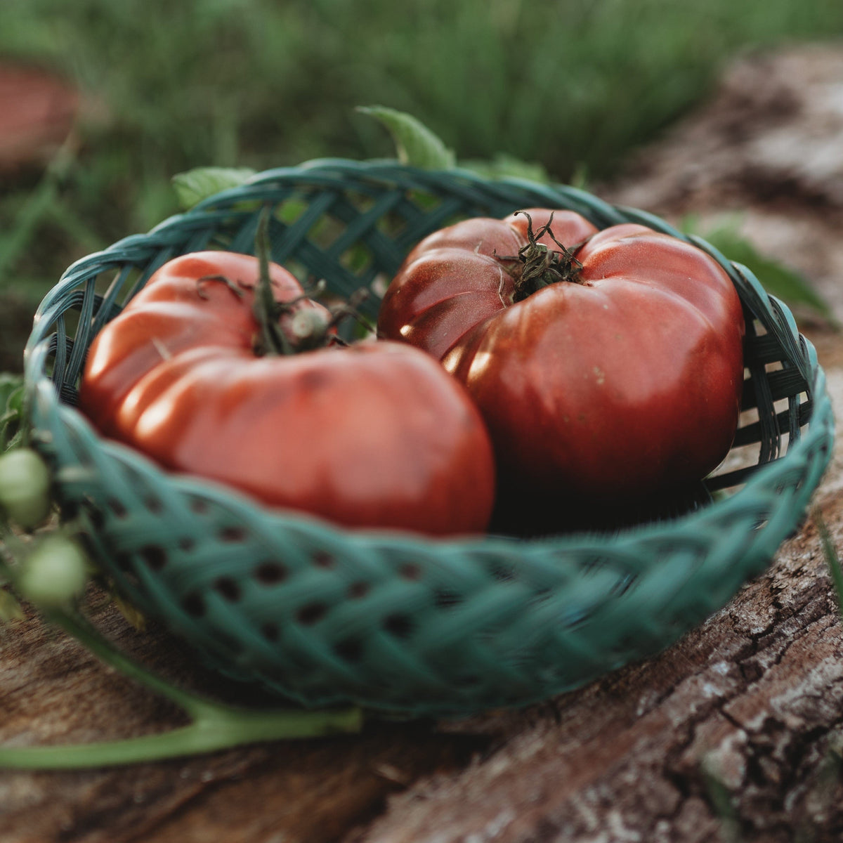 Black Krim Heirloom Purple Slicing Tomato