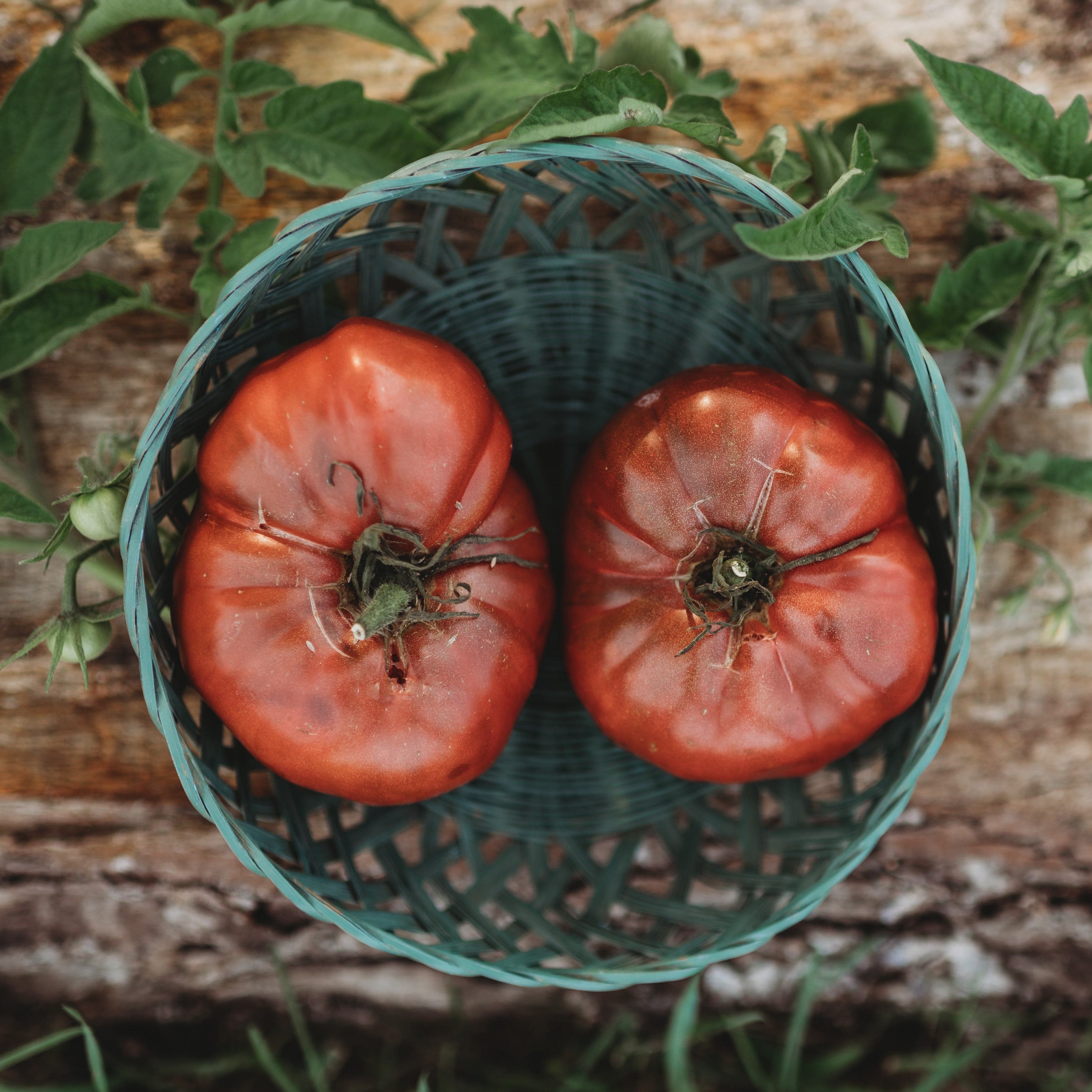 Black Krim Heirloom Purple Slicing Tomato Seeds