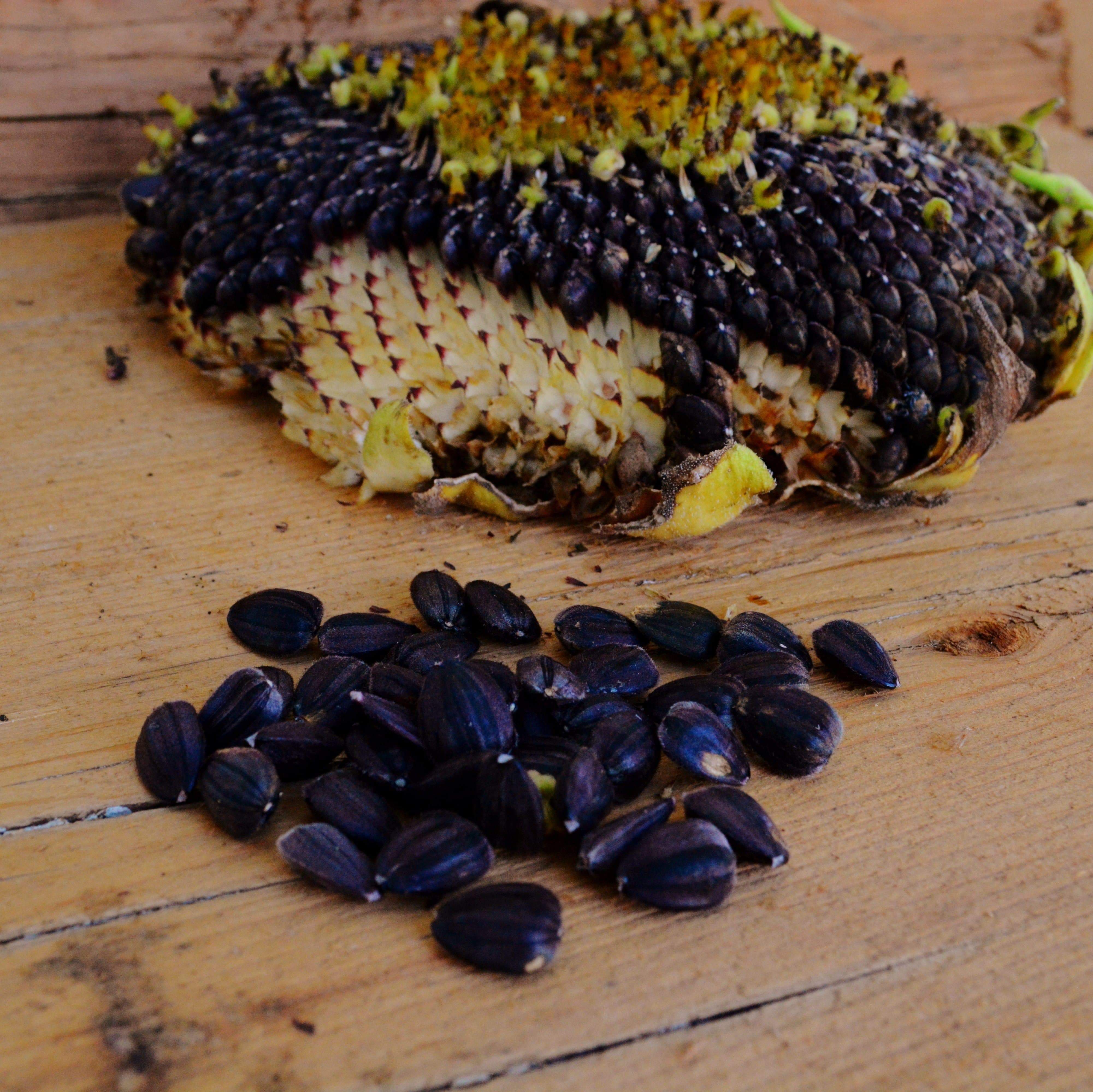 Black Mammoth Sunflower Seeds