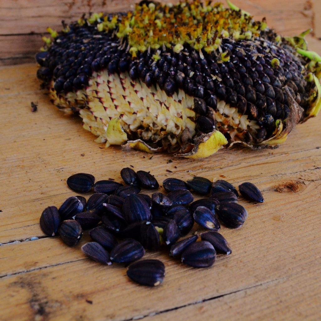Black Mammoth Sunflower Seeds
