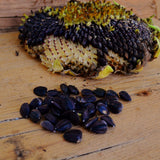 Black Mammoth Sunflower Seeds