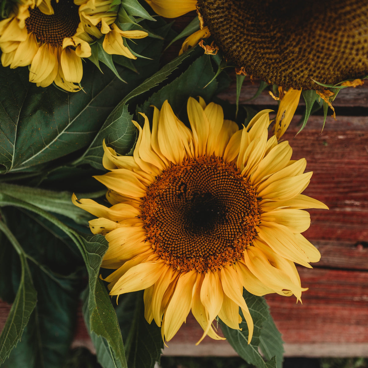 Black Mammoth Sunflower