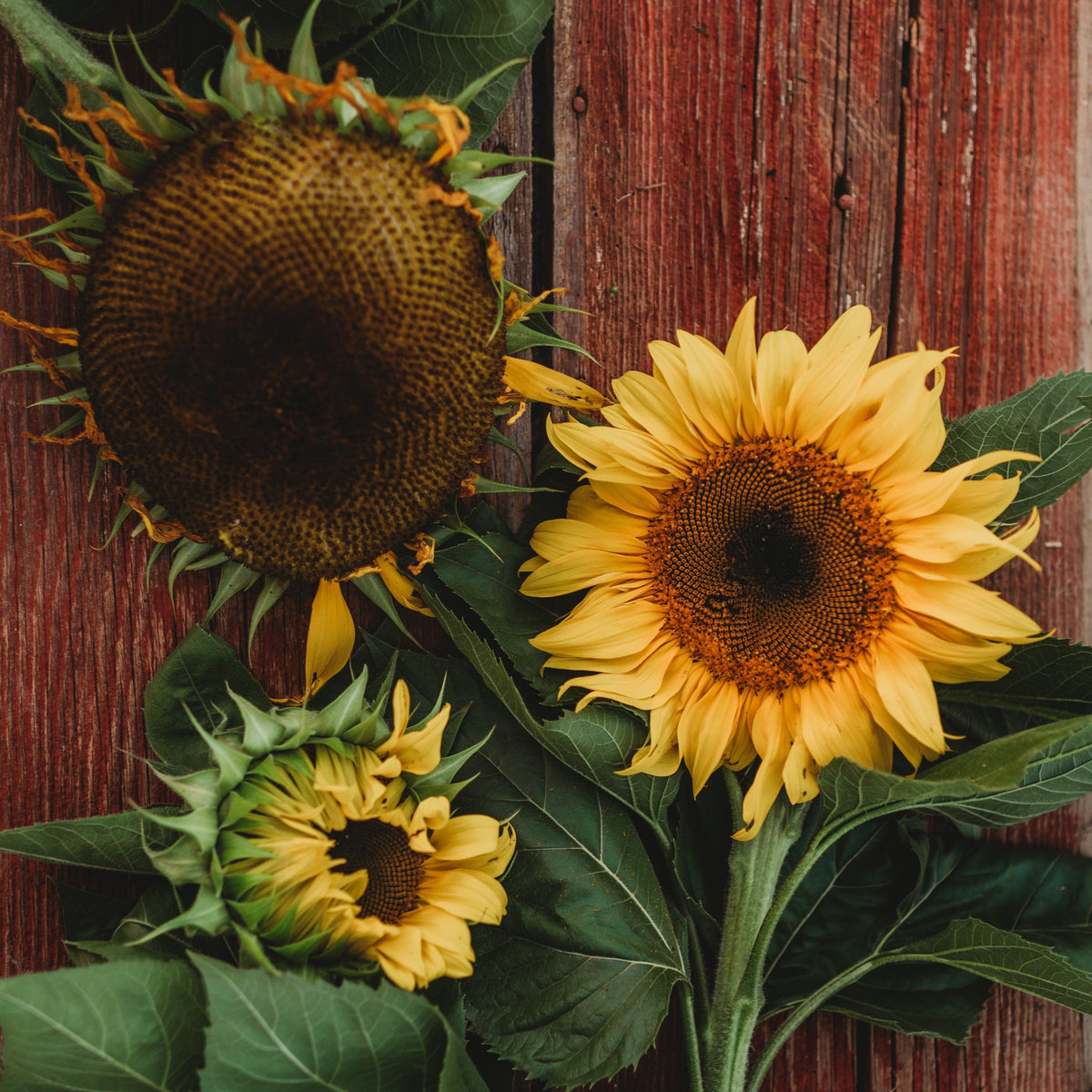 Black Mammoth Sunflower