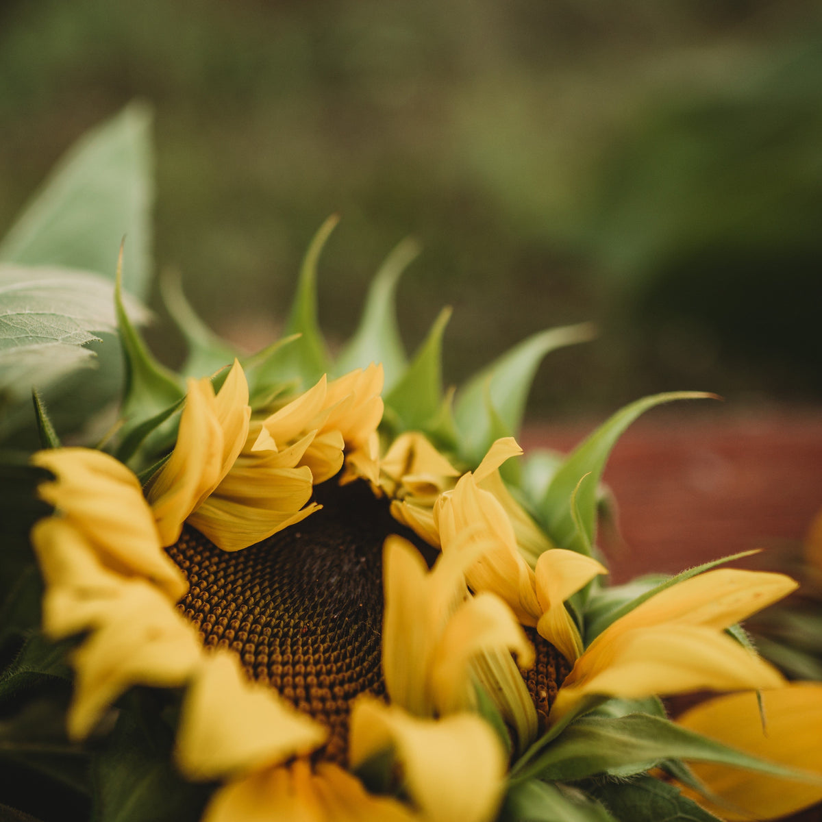 Black Mammoth Sunflower