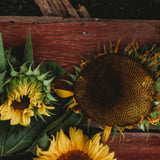 Black Mammoth Sunflower Seeds