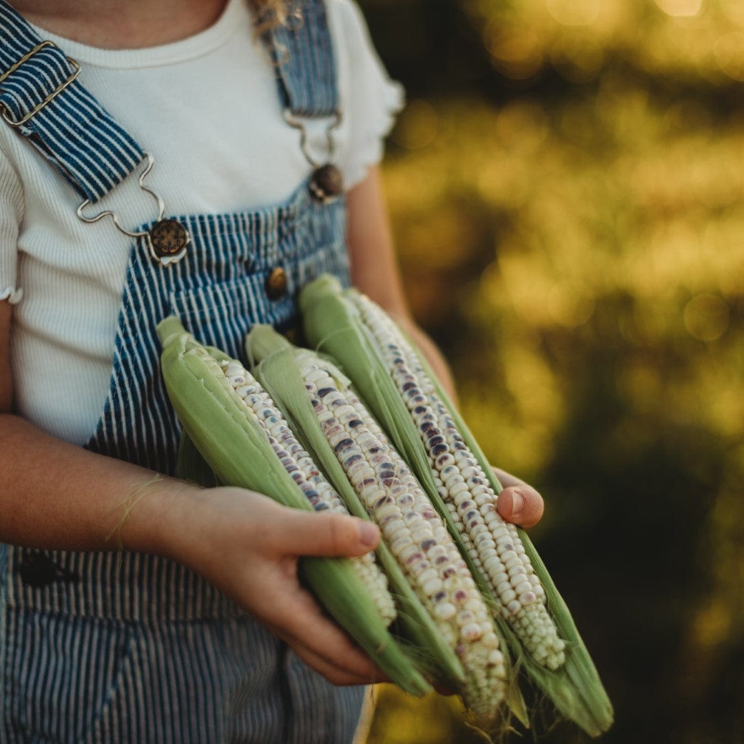 Black Mexican Sweet Corn