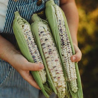 Black Mexican Sweet Corn