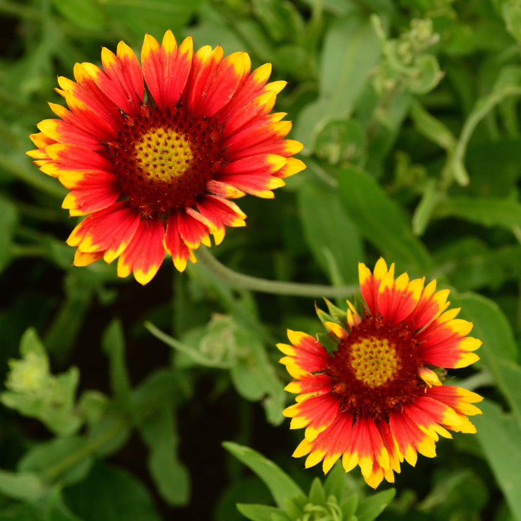Blanket Flower Native Wildflower Seeds
