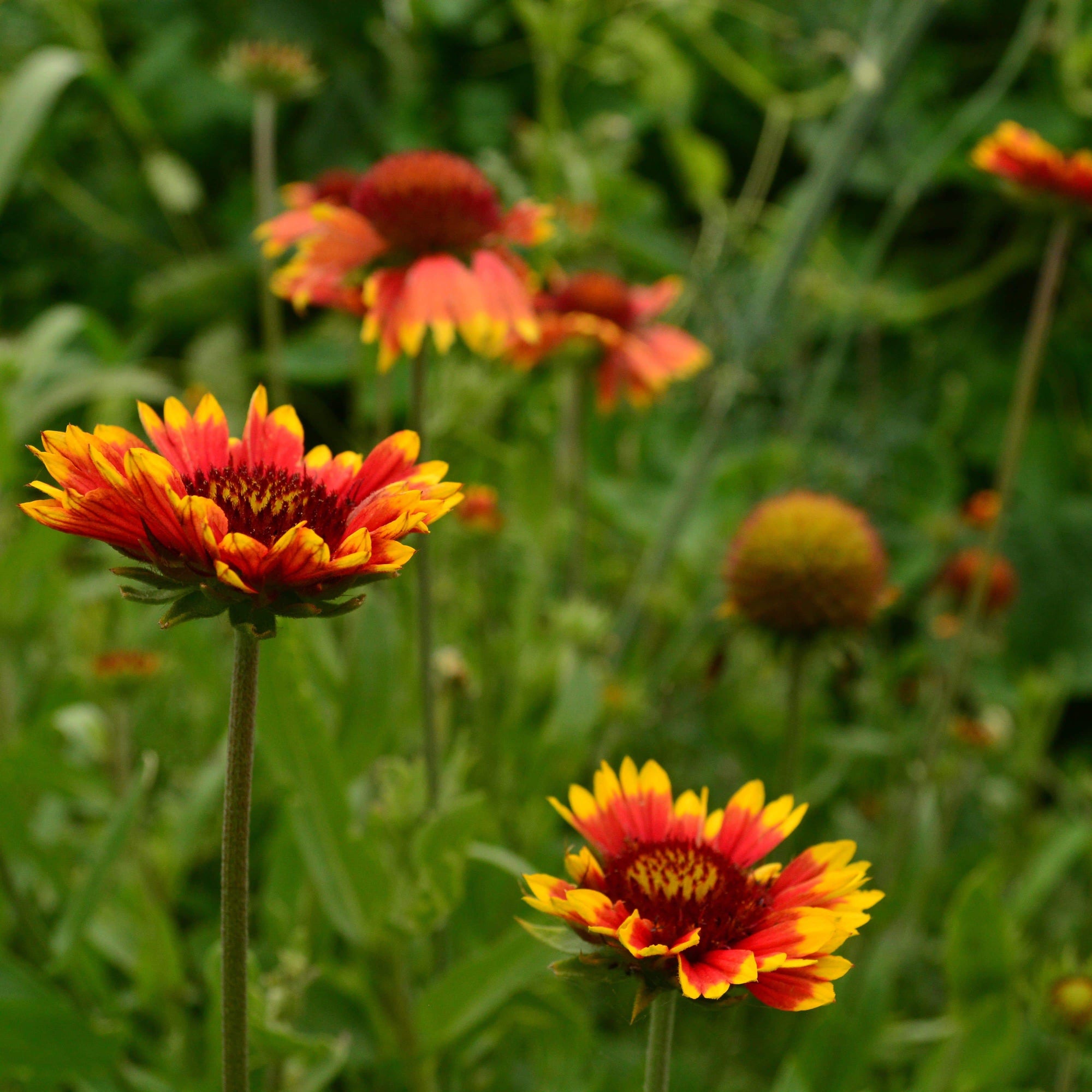 wildflower blanket seeds Blanket Flower, Packet (100 Seeds)