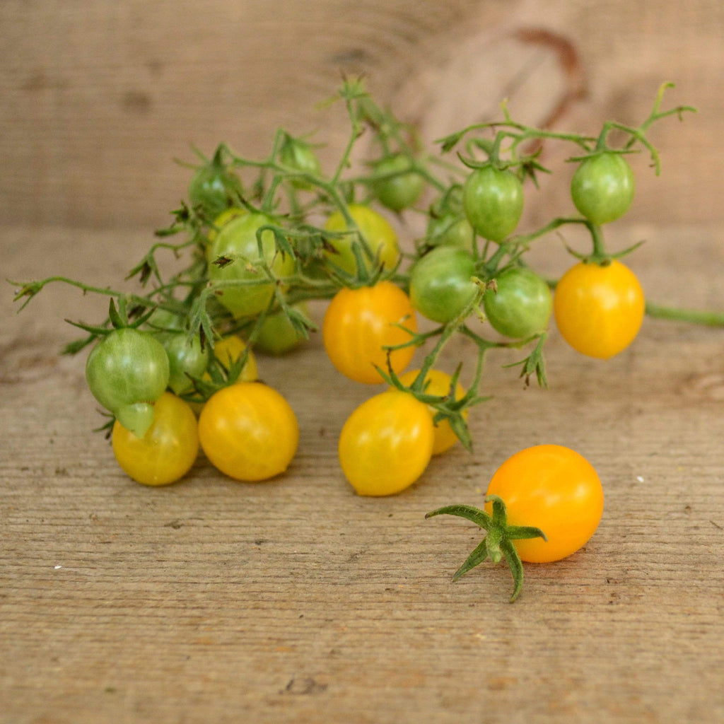 Blondkopfchen Cherry Tomato Seeds