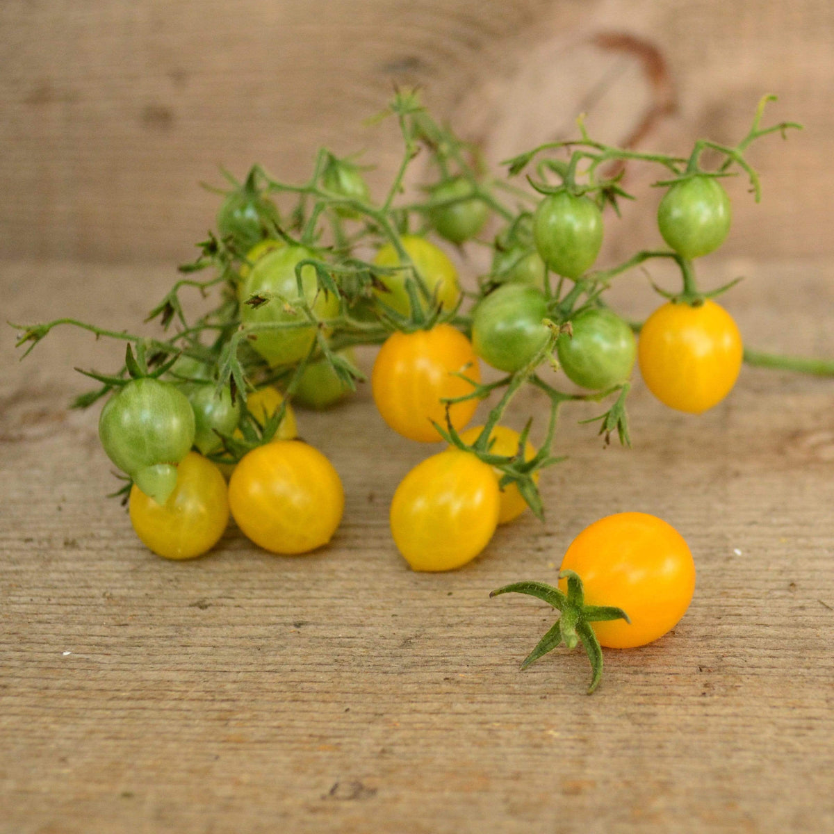 Blondkopfchen Cherry Tomato