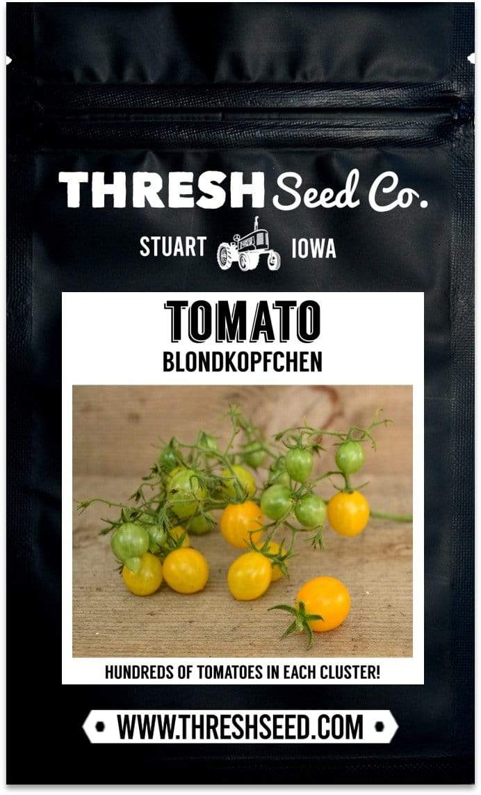 Blondkopfchen Cherry Tomato