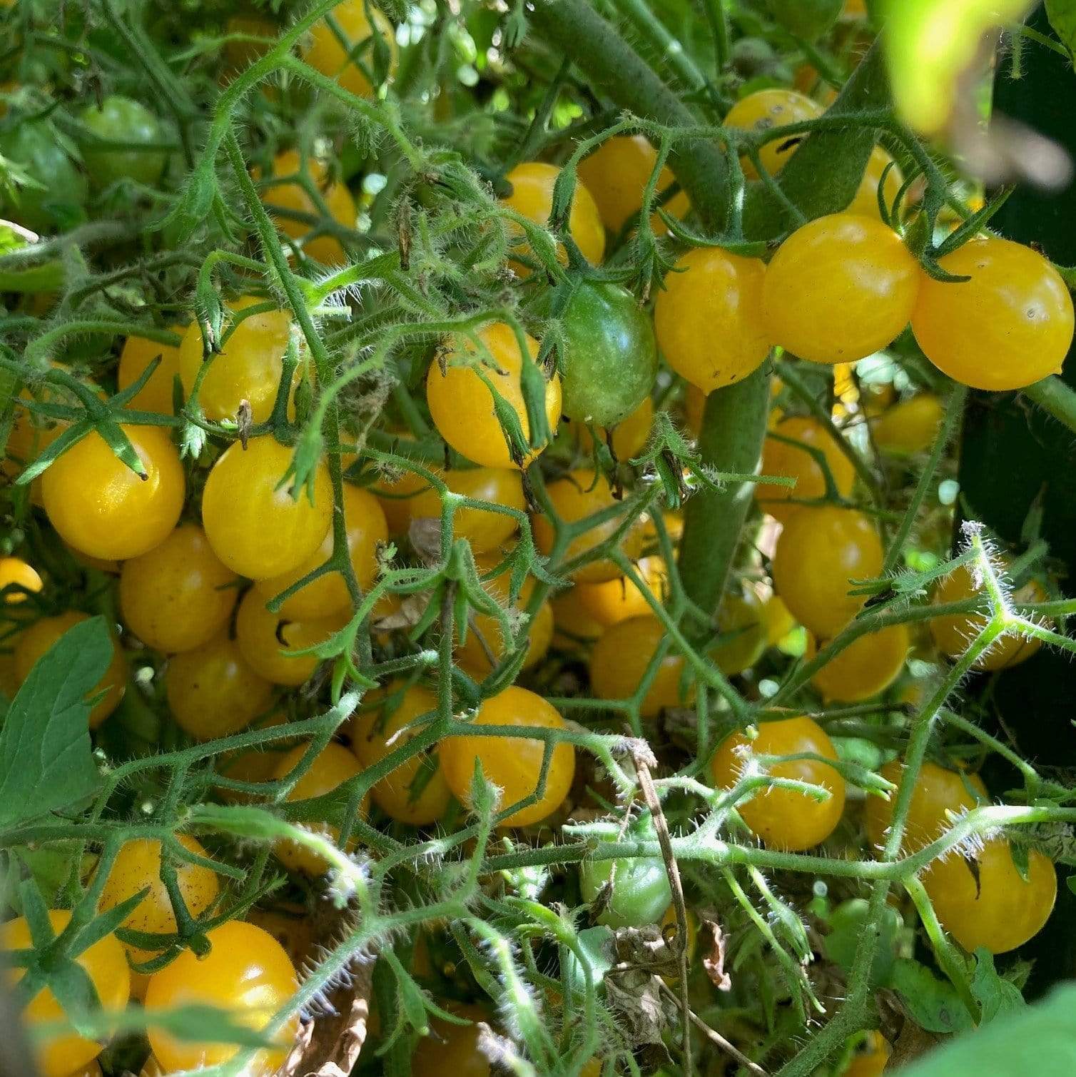 Blondkopfchen German Heirloom Cherry Tomato Seeds – ‘Little Blond Girl’, 30+ Seeds, Open-Pollinated, Productive & Sweet