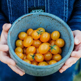 Blondkopfchen Cherry Tomato Seeds