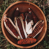 Bloody Butcher Red Ornamental Dent Corn Seeds