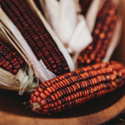 Bloody Butcher Red Ornamental Dent Corn Seeds