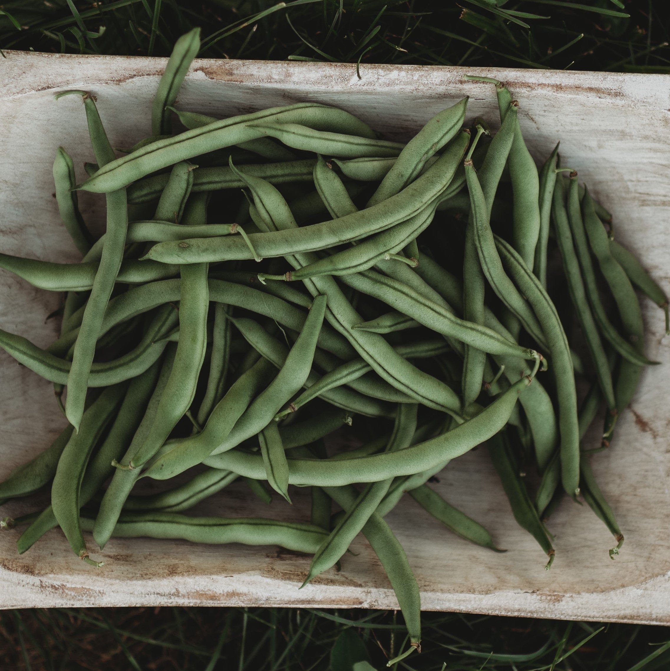 Blue Lake Pole Snap Green Bean Seeds