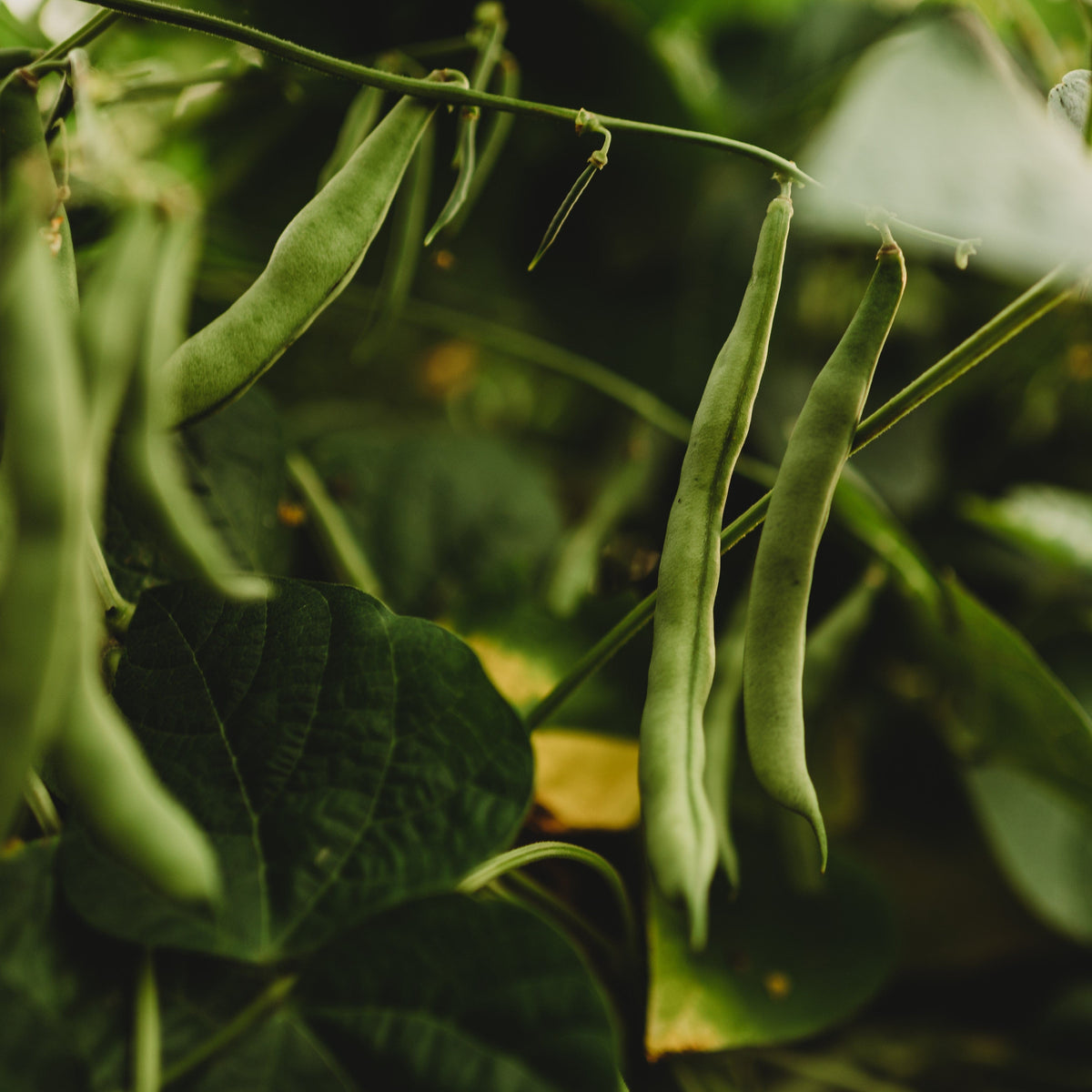 Blue Tip Half-Runner Bean