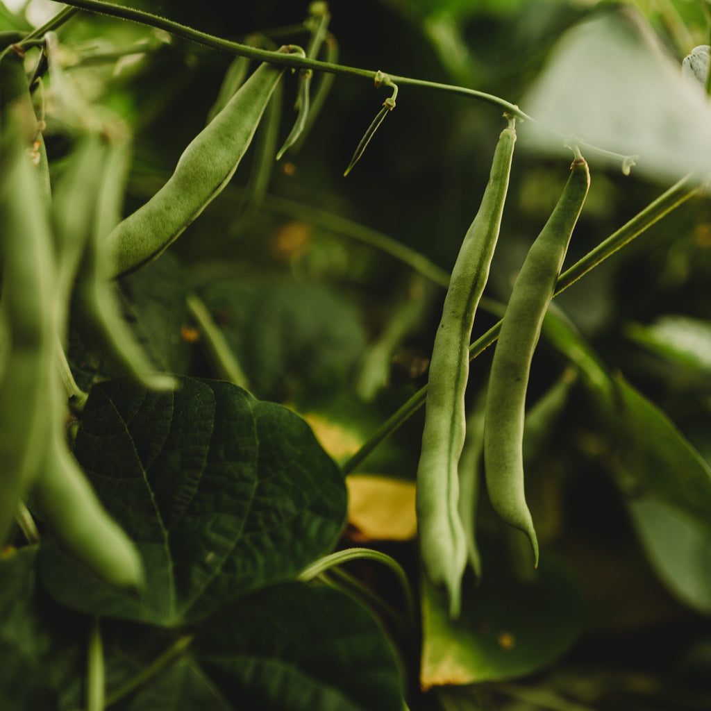 Blue Tip Half-Runner Bean Seeds