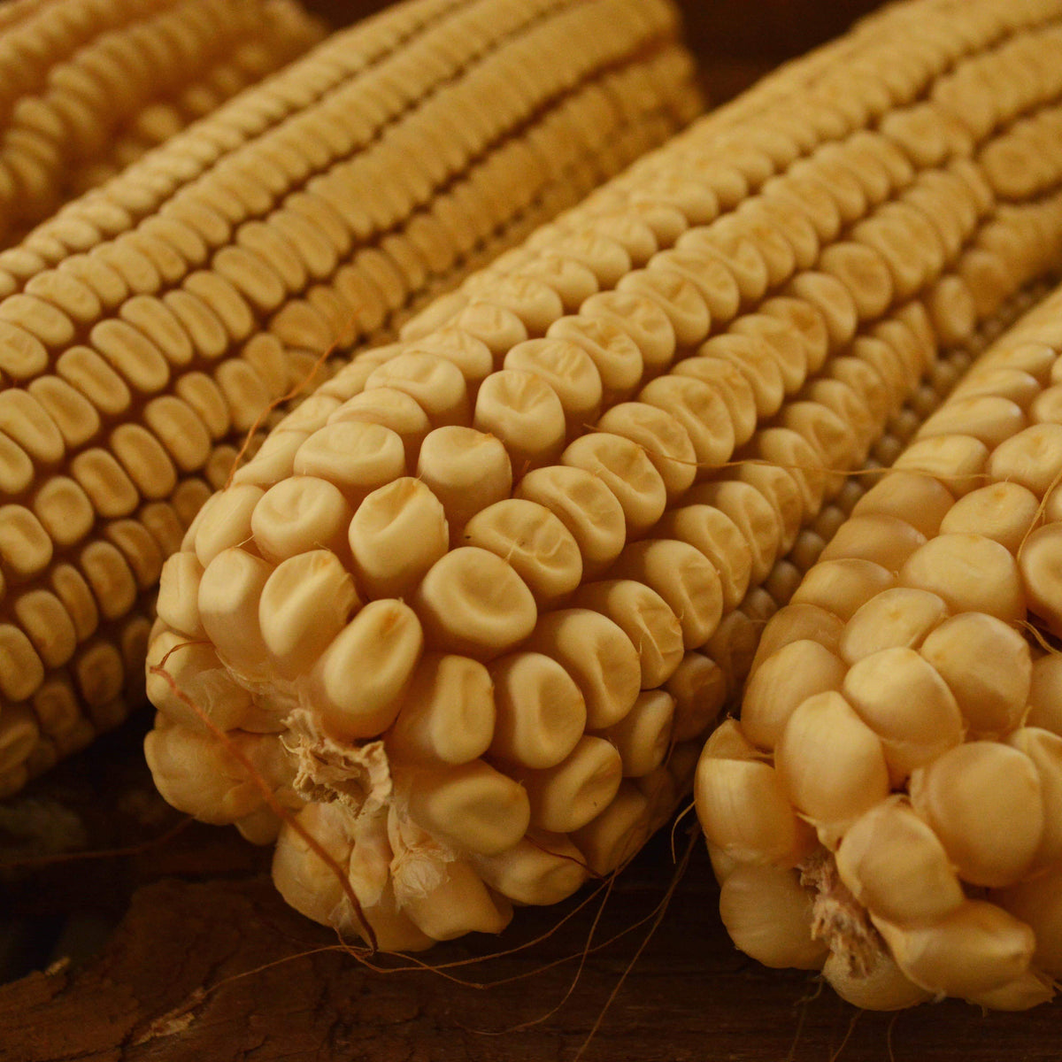 Boone County White Corn