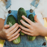 Boston Pickling Cucumber Seeds