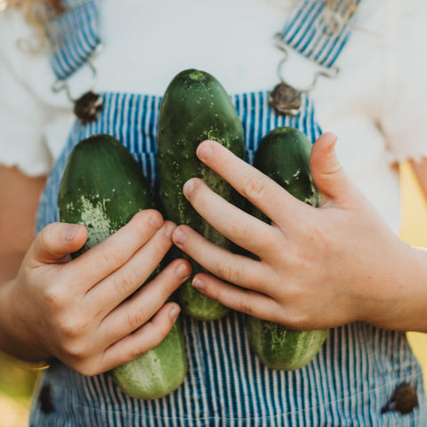 Boston Pickling Cucumber Seeds