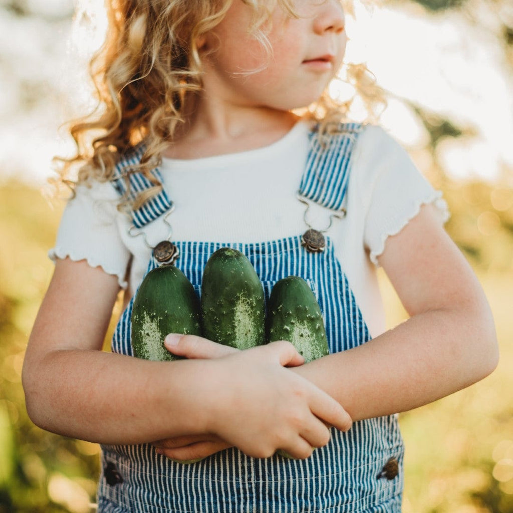 Boston Pickling Cucumber Seeds