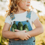Boston Pickling Cucumber Seeds