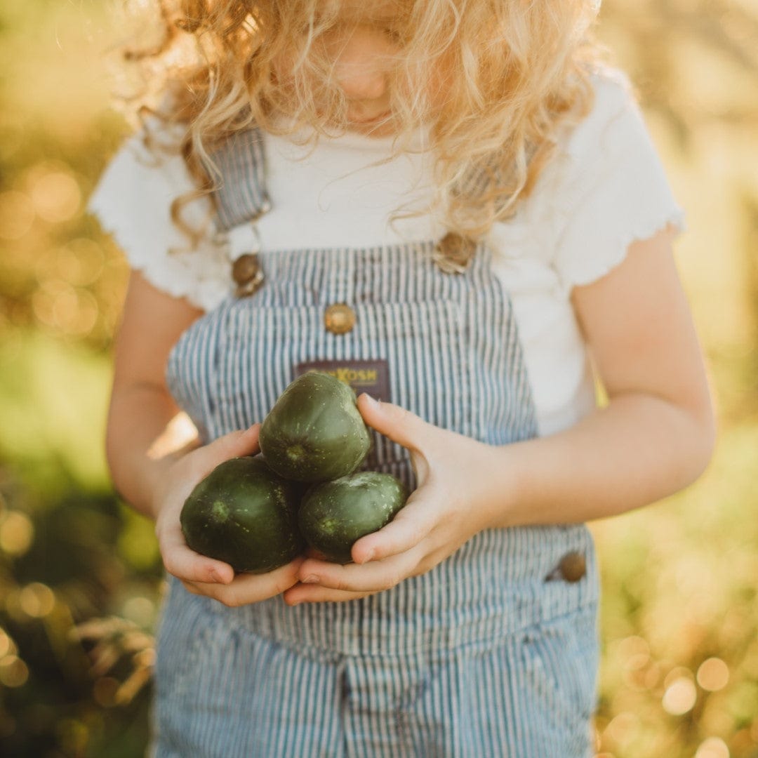 Boston Pickling Cucumber