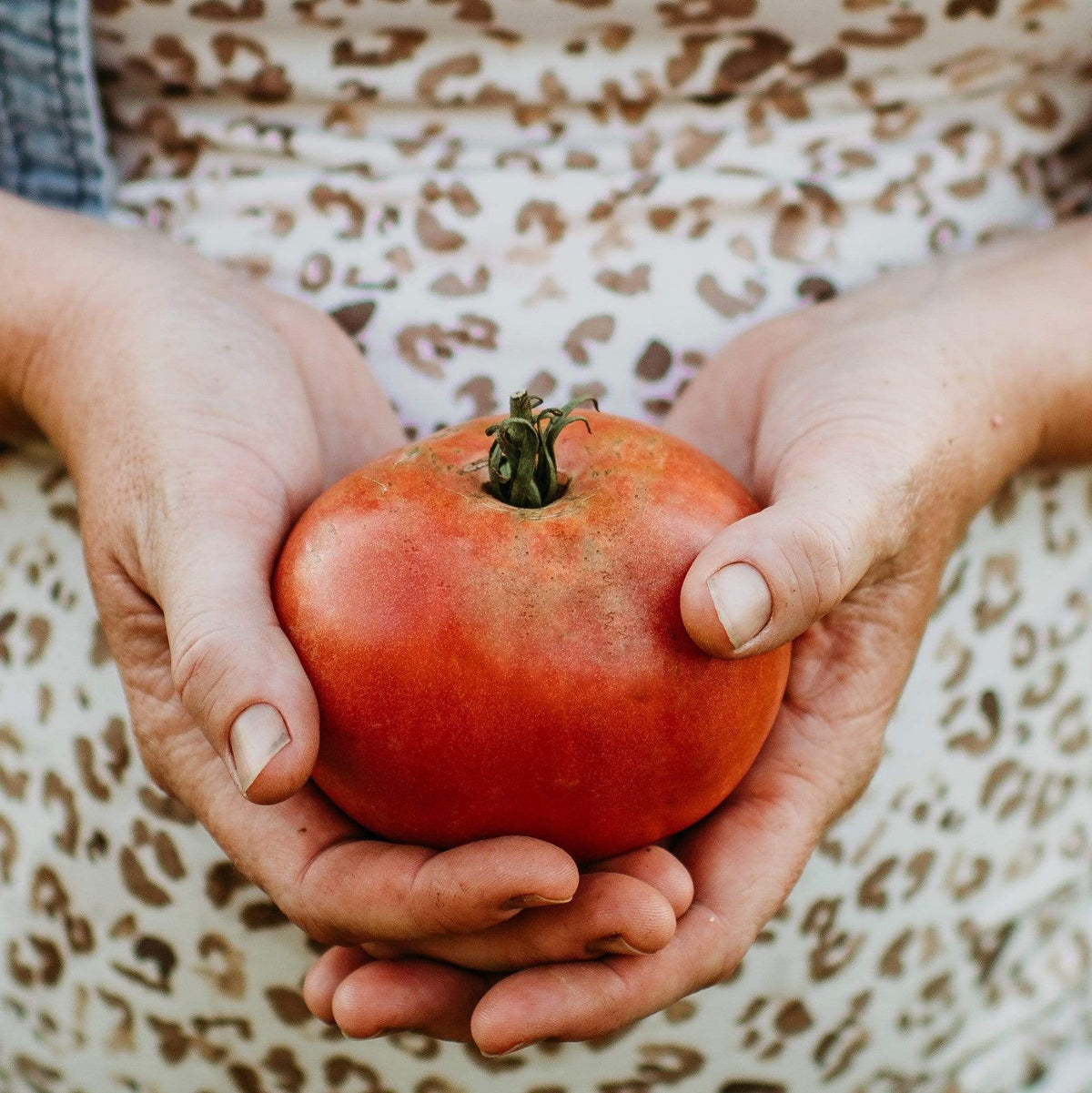 Brandywine Pink Heirloom Tomato