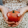 Brandywine Pink Heirloom Tomato