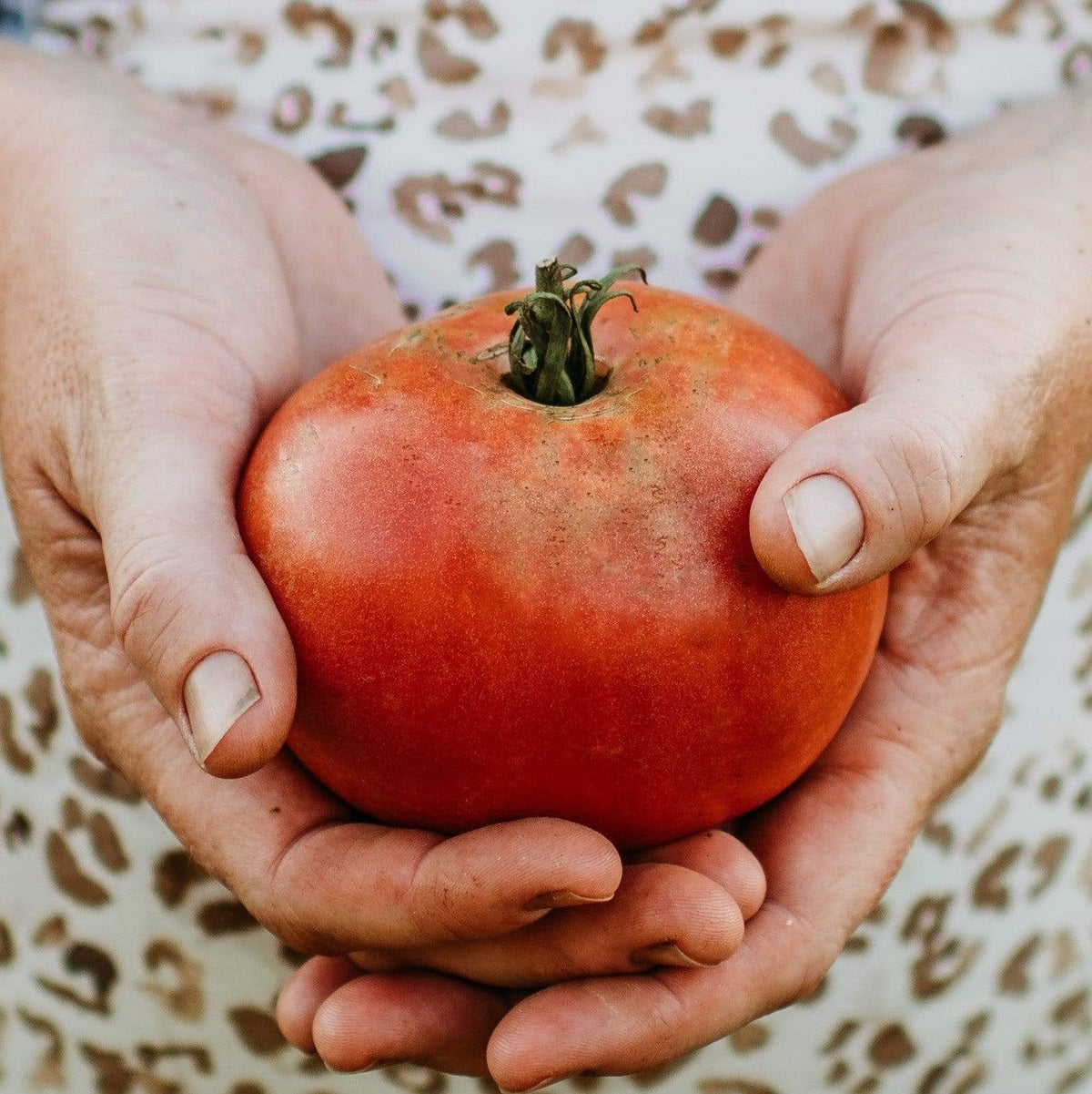 Brandywine Pink Heirloom Tomato