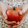 Brandywine Pink Heirloom Tomato