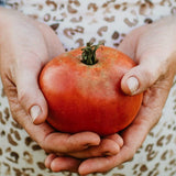 Brandywine Pink Heirloom Tomato Seeds