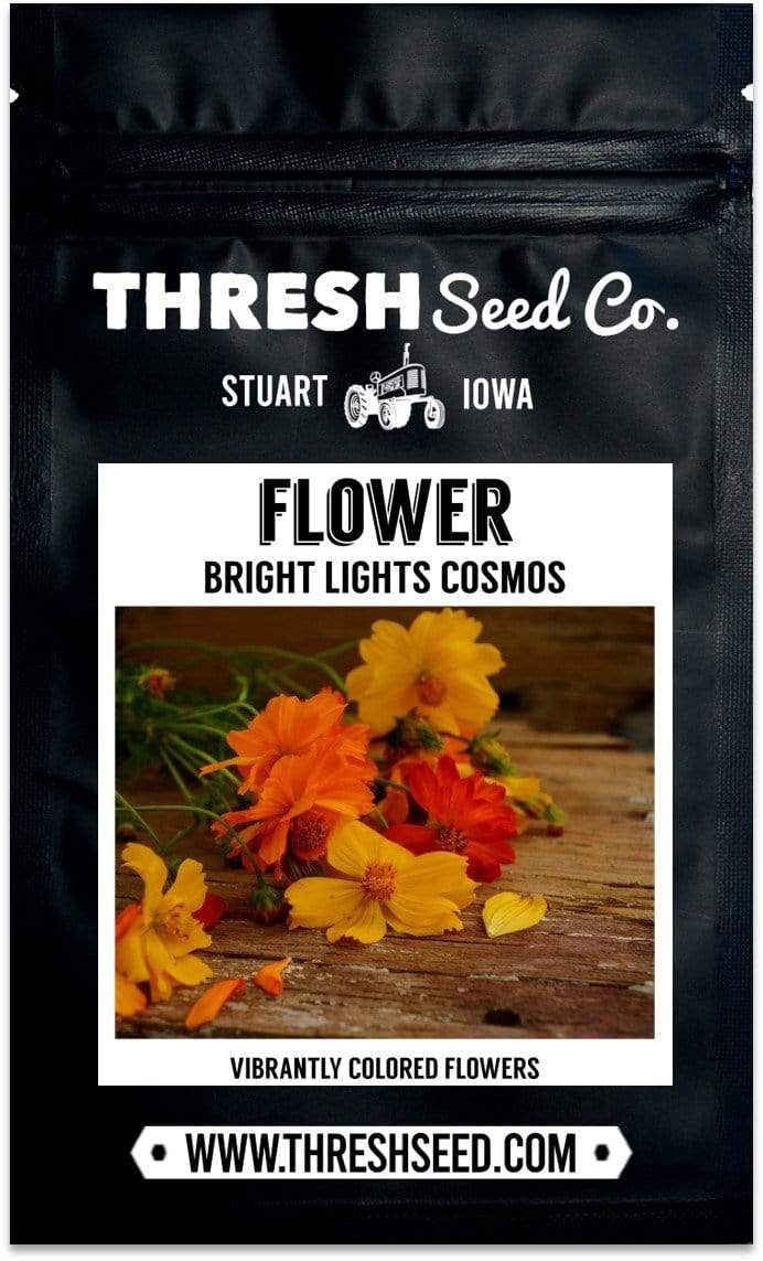 Bright Lights Cosmos Seeds